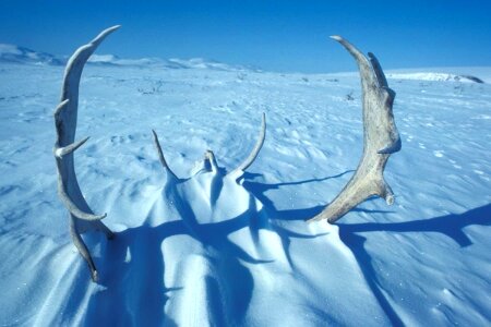 Caribou snow 