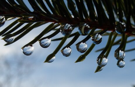 Drip fir tree fir needle