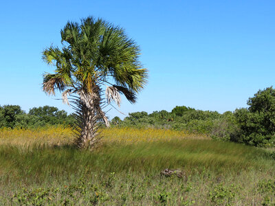 Palm tree at Cedar Keys National Wildlife Refuge