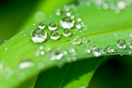 Water drop of water leaf photo