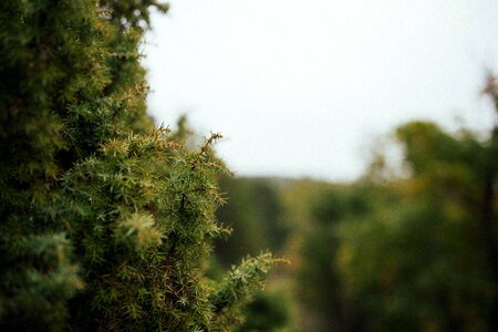 Thorny plant