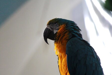Animal bird colorful