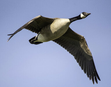 Canadian Goose closeup in flight photo
