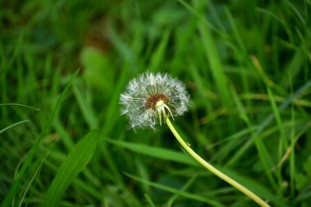 Beautiful Flowers blooming blossom photo