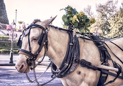 Animal beautiful photo carriage photo