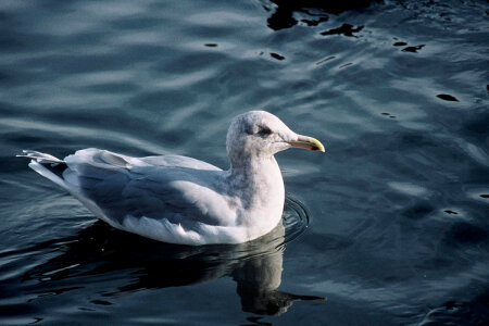 Glaucous-winged Gull photo