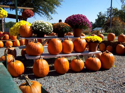 Halloween harvest fall backgrounds