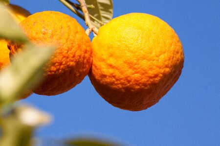 Citrus fruit fruits tree photo