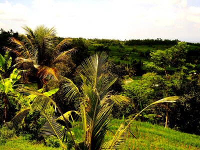 Coconut exotic flora photo