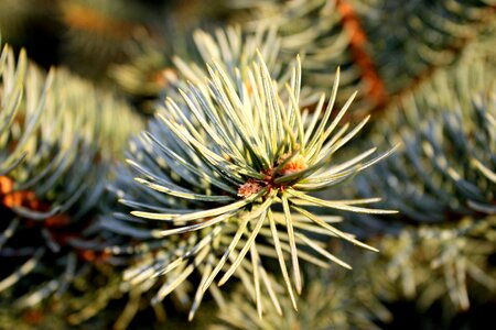 Beautiful Photo branch branches photo