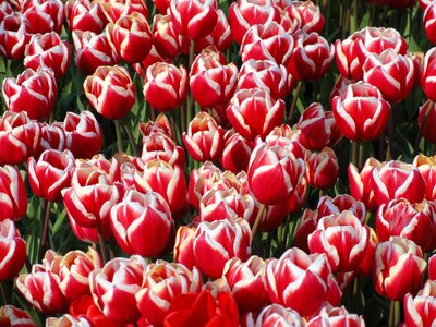 Red white bulbs