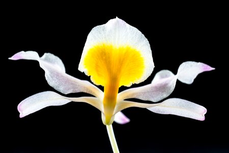 Blossom bloom white gellb purple