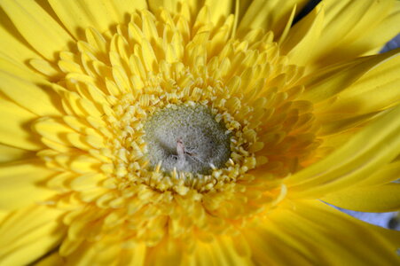 Yellow Daisy Flower Close