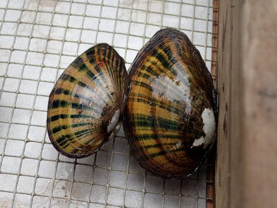 Freshwater mussels-2