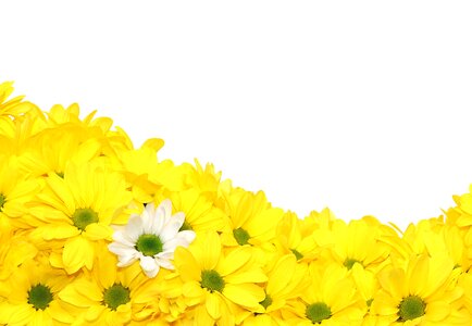 Ornamental plant bloom chrysanthemum