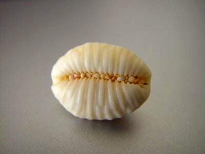 Conch mare 
