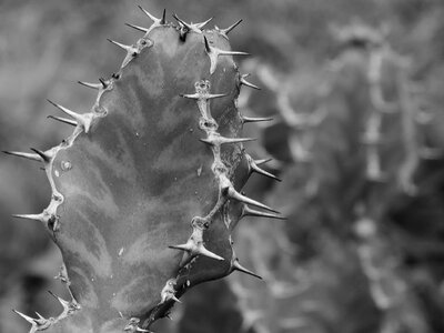 Plant old barbed