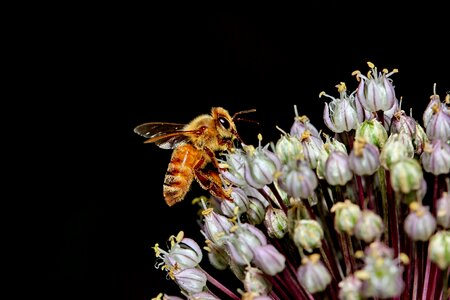 Honey pollen pollination