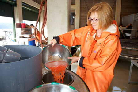 Service employee processing Fall Chinook salmon eggs photo