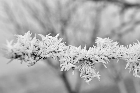 Foggy frosty frozen photo