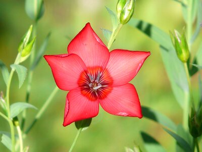 Bloom flower red