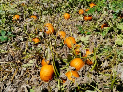 Pumpkin field arable field