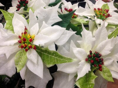 Christmas festival celebration