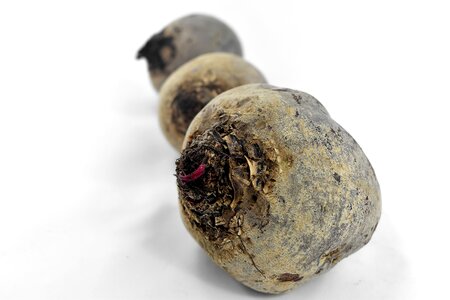 Beetroot black organic