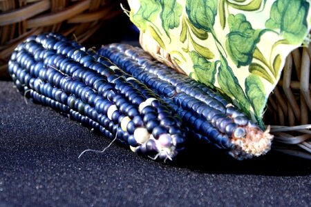 Agriculture beautiful photo corn
