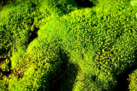 Nature background plant