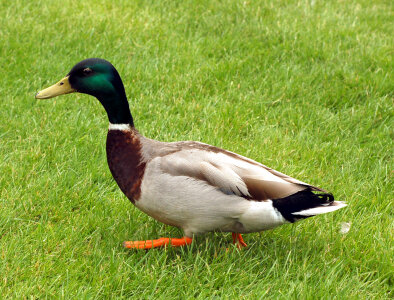 Beautiful Male Mallard Duck on the green grass photo
