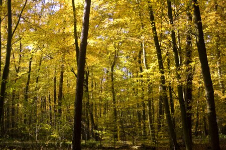 Autumn sunny leaves photo