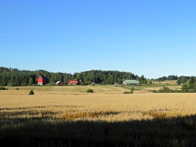 Fields wheat grain photo