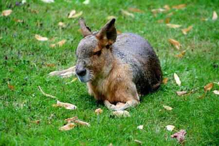 Rabbit mara mammal species of rodent photo