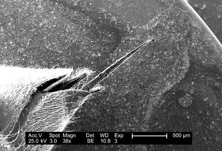 Electron electron micrograph exploration photo