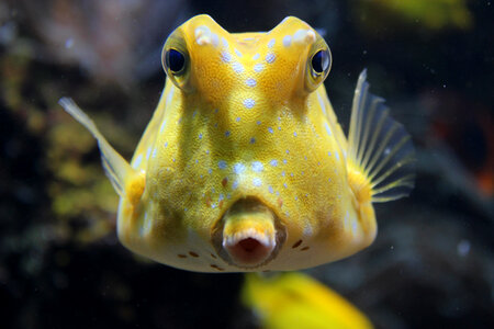 Silly looking yellow fish photo