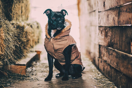 Black Dog in Barn Wearing Clothing photo