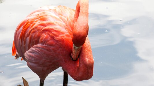 Wading Bird aquatic bird flamingo photo