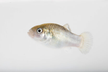 Devils Hole Pupfish in captivity-3