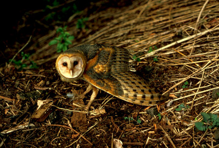 Barn Owl-3 photo
