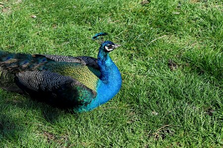 Feather bird peacock