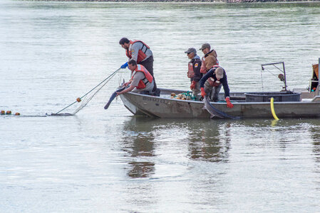 Fisheries crew netting paddlefish-2 photo