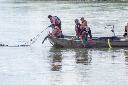 Fisheries crew netting paddlefish-2