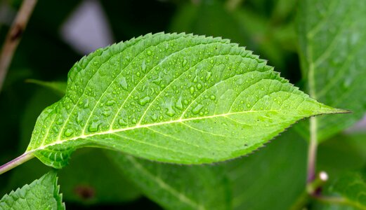 Chlorophyll green leaves moisture photo