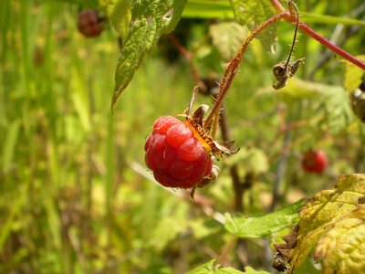 Sweet red fruit