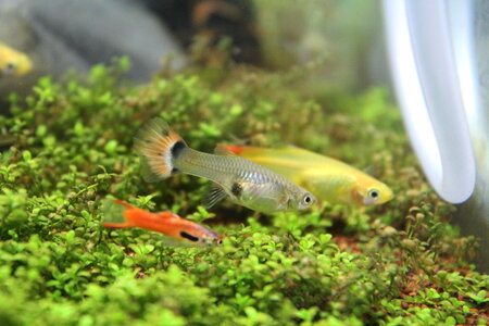 Small Fishes Aquarium