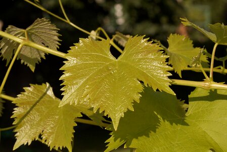 Vines plants climbers photo