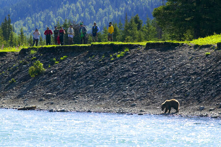 Bear interrupts fishing photo