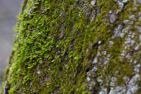 Tree trunk with moss photo