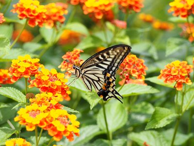 Butterfly papilio xuthus lantana photo